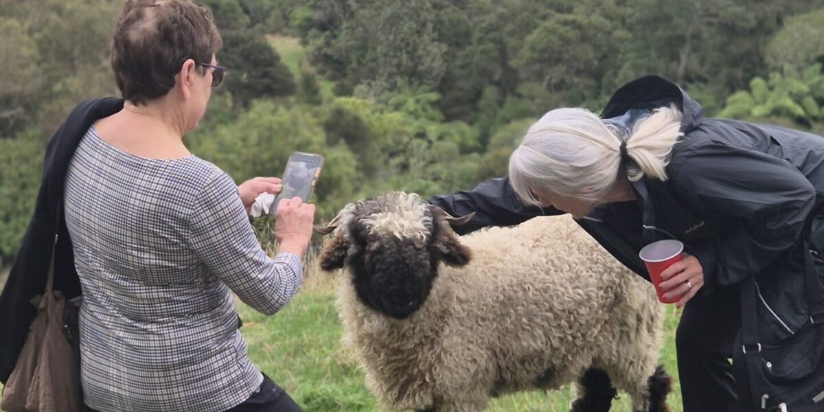 sheep1